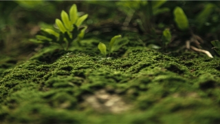 2020年生肖蛇每月运程(2020人全年运势如何)_重复