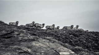 带芮的女孩名字(芮代表的寓意是什么)