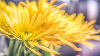 69年鸡人后十年运程(69属什么生肖)_重复