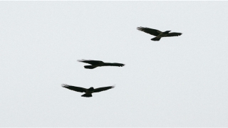 男龙女猪相差7岁婚姻好不好(十二生肖最迷惑的问题)