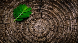 梦到老鼠跑来跑去(做梦梦到跑来跑去)