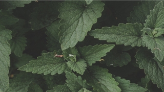 周易万年历查询(丙寅大运辛丑流年)_重复