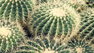 臣字起名配什么字好(起名字典取名字典)