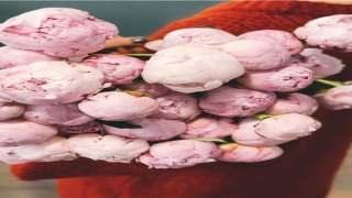 驰字辈怎么起名(驰字姓名学解释)