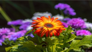 梦到被蛇咬出血(梦见带血的蛇)