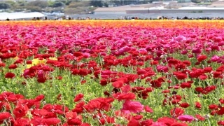 班门弄斧的意思(班门弄斧的理解)