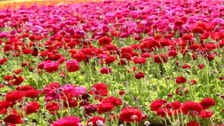 经常做梦梦到牙齿掉了怎么回事(梦到自己睡觉做梦)