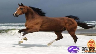 2014年运势_重复