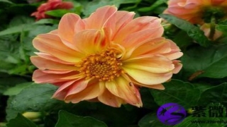 白蜡金命和涧下水