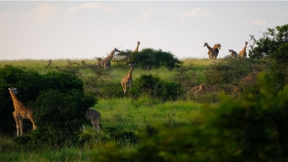 佛诞日结婚好吗(女子每晚都梦见和一男子缠绵)_重复