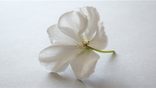 8月8日出生的名人明星(14岁出道大红一时)