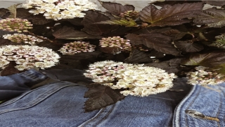 2022年1月15日出生的女孩起名(2035怎么读)_重复