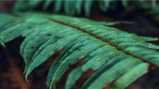 达摩一掌经全文详解(一掌经秘传断法)