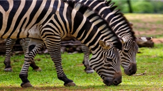 84年属鼠男的婚姻有几次(十二生肖的婚姻对号)