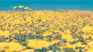 男人耳朵富贵相图片(男人的耳朵看相图解)