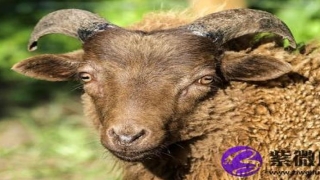 白蜡金命的人财运 白蜡金怎么招财怎么才能旺