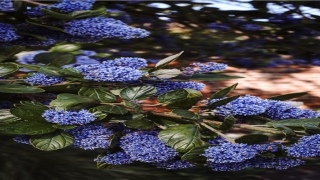 8月25日出生的人明星(这五位中国明星)