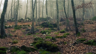 87年属兔儿女双全吗(87年属兔有几个孩子)