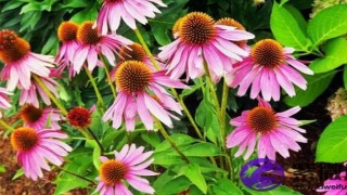 钗钏金和长流水配吗 钗钏金和长流水婚姻如何？