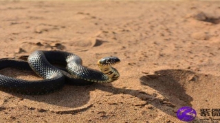 面相嘴唇厚是好的吗