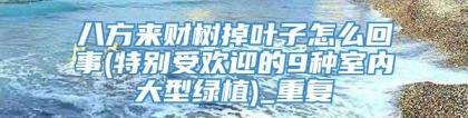 八方来财树掉叶子怎么回事(特别受欢迎的9种室内大型绿植)_重复