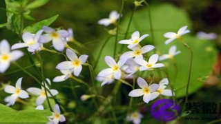 八字财星是什么(天干财星与地支财星)