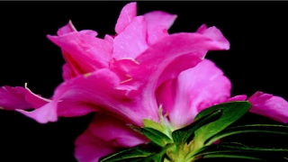 2020年财神在哪边(2020年4月16运势冲羊)_重复