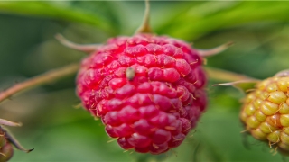 87年的兔是二婚命(87年的兔是二婚命)