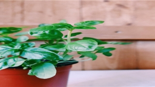 71年属猪男最佳婚配(十二生肖最佳婚姻配对)_重复