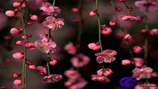 八字测桃花运(测测今年的桃花运)