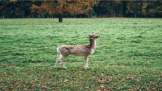 地藏经中说梦到过世的亲人(梦参地藏菩萨本愿经讲解)_重复