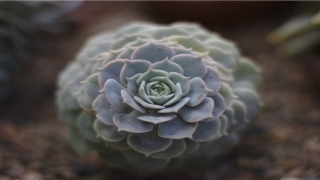 梦到结婚的是什么意思(梦见结婚 周公解梦)