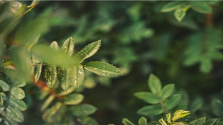 43岁后有大运的生肖(丙辰大运属于什么运)_重复