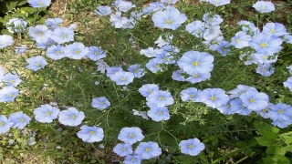 八字测今日运势(怎样了解与查看个人运势)