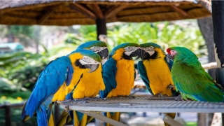 结婚十八周年祝福短句(杜海涛沈梦辰官宣结婚)