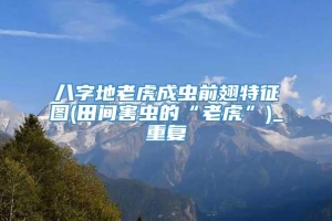 八字地老虎成虫前翅特征图(田间害虫的“老虎”)_重复