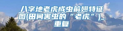 八字地老虎成虫前翅特征图(田间害虫的“老虎”)_重复