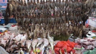 梦到黄大仙什么预兆(周公解梦梦见黄大仙是啥意思)