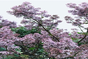 巴西龟为什么叫招财龟(不是说观赏鱼是用鳃呼吸的吗)