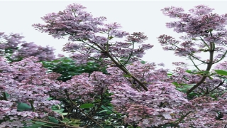 巴西龟为什么叫招财龟(不是说观赏鱼是用鳃呼吸的吗)