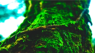 八字的身宫命宫胎元详解(命理学中关于身宫及胎息的推算方法)