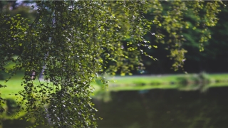 2020年2月生肖猪运气如何(十二生肖流年运势2020)_重复