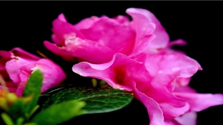 86年属虎的女易二婚(一生情路坎坷)