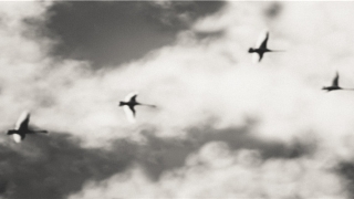 86岁属什么生肖(86年属虎人狗年运势较平稳中带吉利)