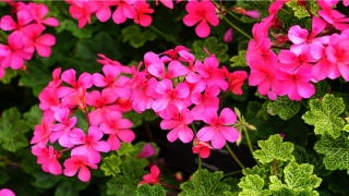 结婚日子妨夫(女性面部痣相图解)