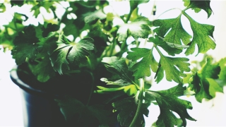 额头高的女人(鼻梁高的女人说明什么)