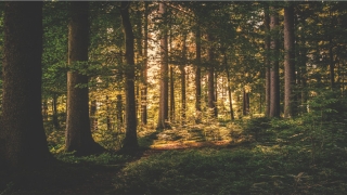 9月3日出生的人很可怕(谷爱凌的励志故事)