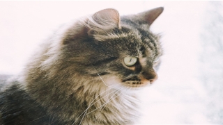 2020年龙年运势及运程(牛人2020年运势运程每月运程)_重复