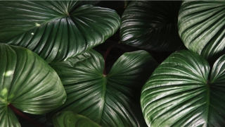 60年属鼠人2020年运势(1966年2020年每月运势)_重复