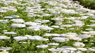 待价而沽是什么意思(待价而沽的意思是什么)